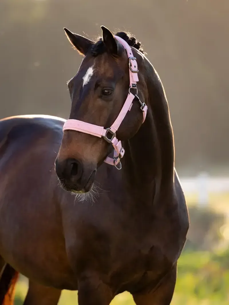 LeMieux Essence Headcollar Fondant