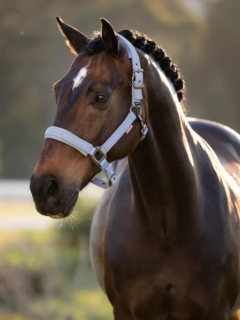 LeMieux Essence Headcollar Powder Blue 