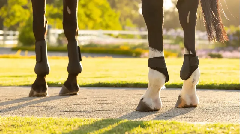 LeMieux Arika Fetlock Boot