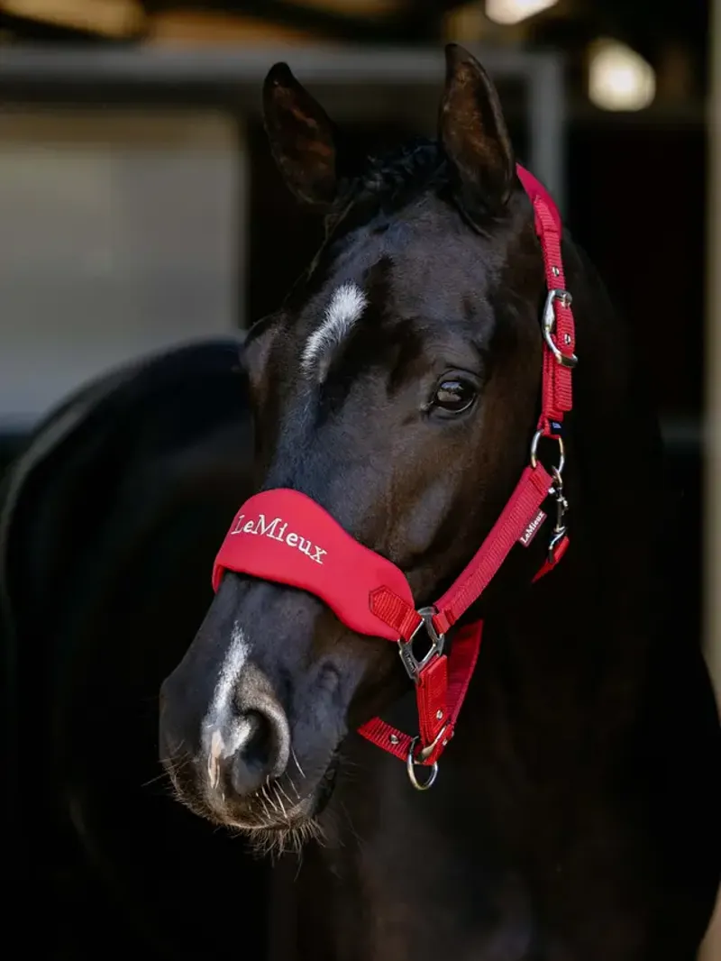 LeMieux Breakaway Vogue Headcollar Chilli