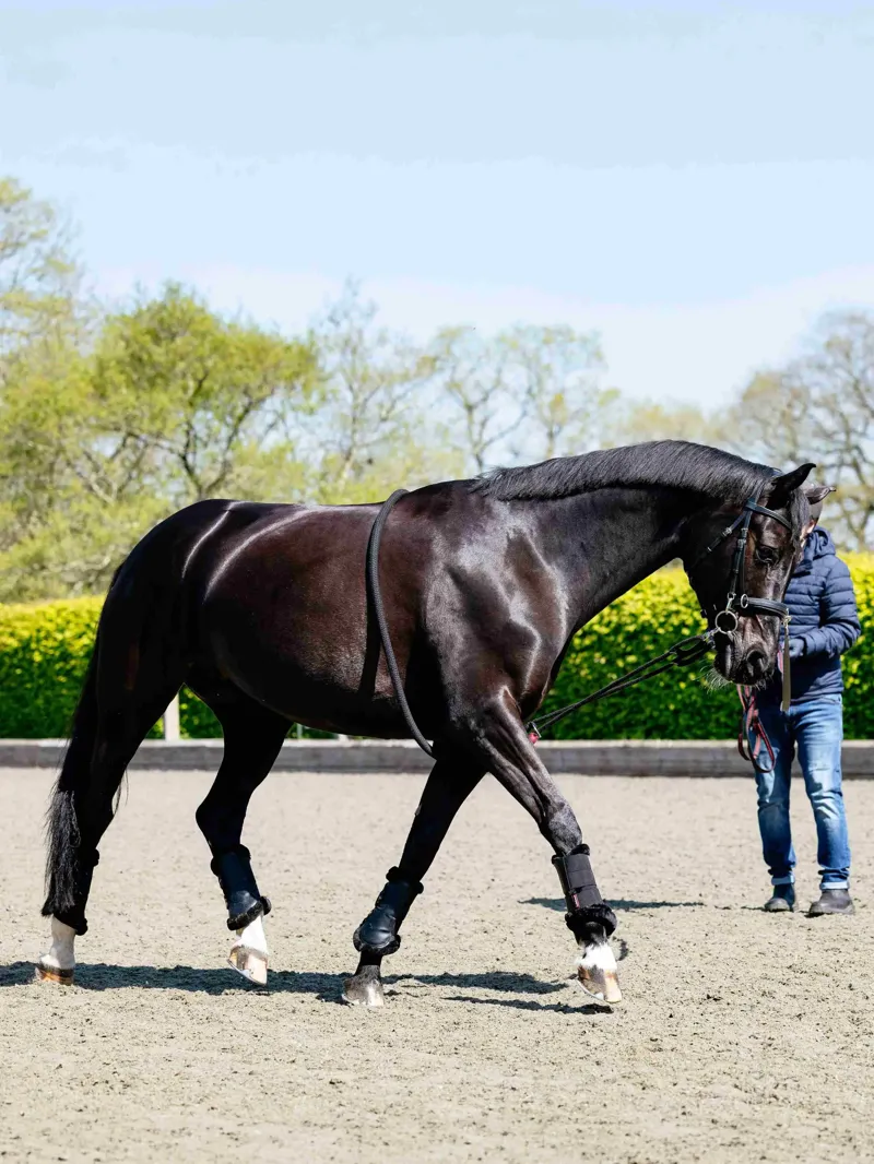 LeMieux Rope Lunging Aid Black-1