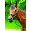Celtic Equine Running Martingale Classic Black