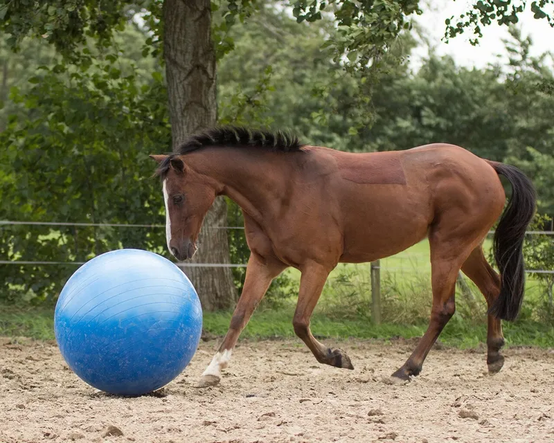 QHP Horse Football Blue 80-100cm-1